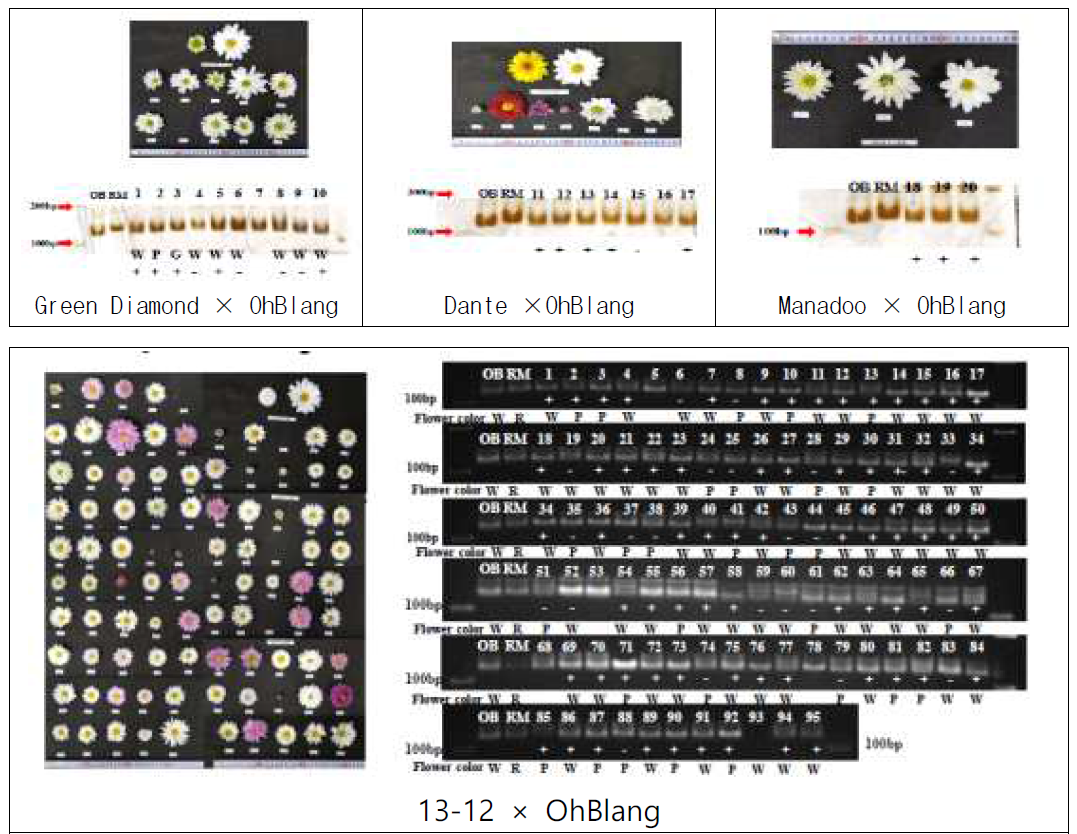 국화‘OhBlang’과 화색별 후대실생개체의 화색표현형 및 백색연관마커 효율성 검정