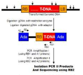 T-DNA 주변 염기서열분석 방법