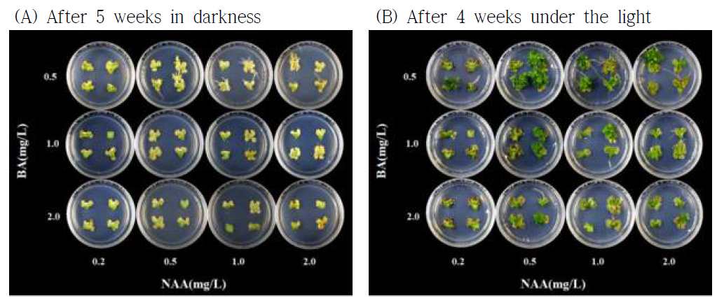 식물생장조절제 BA와 NAA 처리에 따른 스탠다드 국화 ‘백강’의 잎 절편체로부터의 신초 재생