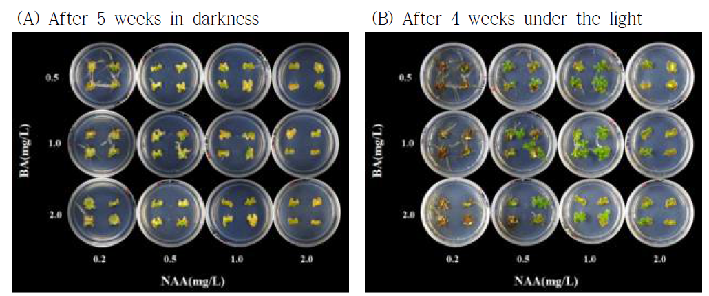 식물생장조절제 BA와 NAA 처리에 따른 스프레이 국화 ‘오블랑’의 잎 절편체로부터의 신초 재생