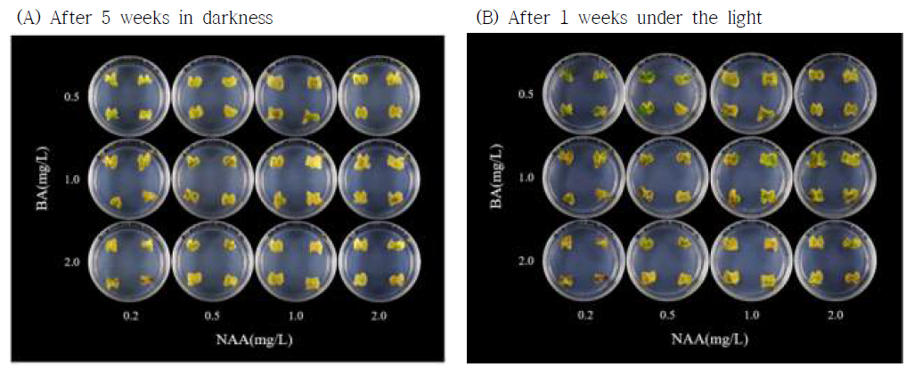 식물생장조절제 BA와 NAA 처리에 따른 스프레이 국화 ‘레드마블’의 잎 절편체로부터의 신초 재생