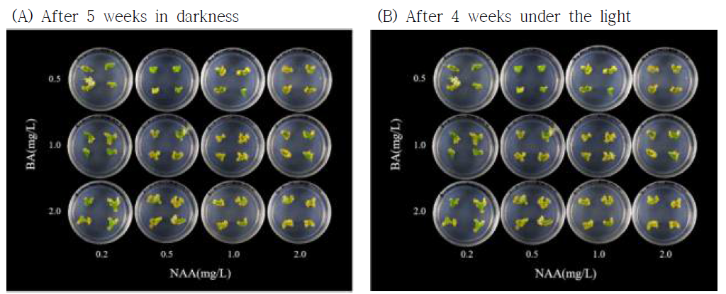 식물생장조절제 BA와 NAA 처리에 따른 스탠다드 국화 ‘글로리핑크’의 잎 절편체로부터의 신초 재생