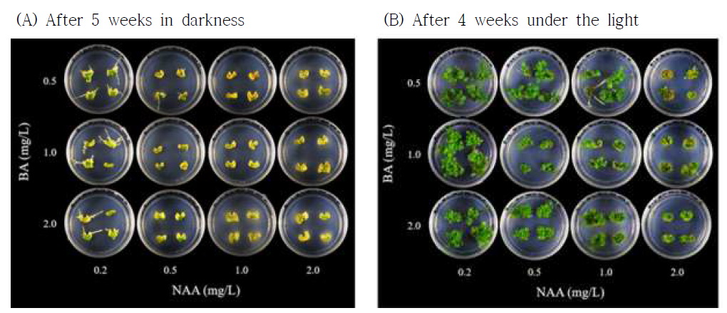 식물생장조절제 BA와 NAA 처리에 따른 스탠다드 국화 ‘보라미’의 잎 절편체로부터의 신초 재생