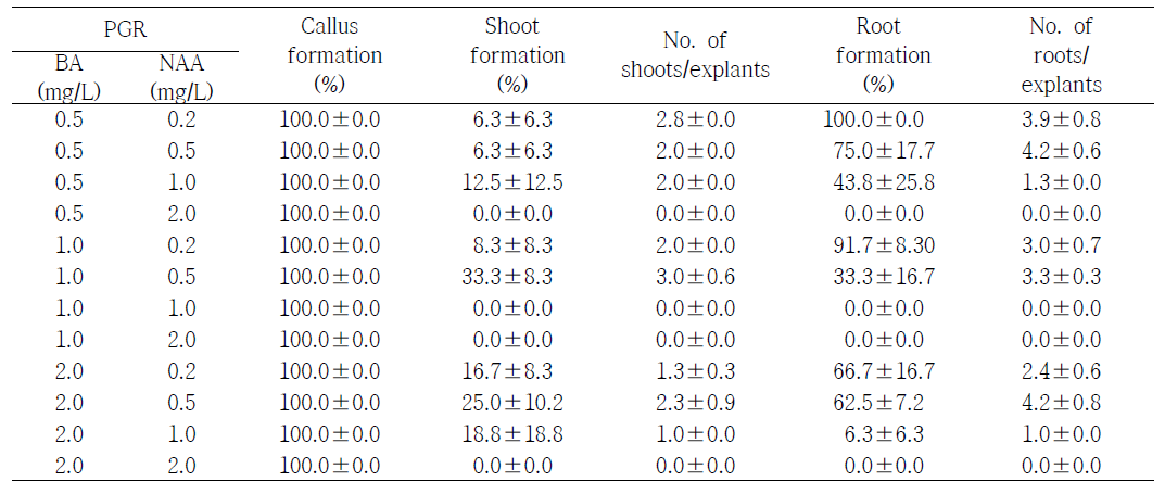 식물생장조절제 BA와 NAA 처리에 따른 국화 ‘13-8’의 잎 절편체로부터 재생 효율