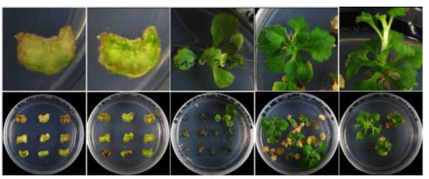 스프레이 국화 ‘오블랑’의 잎 절편체로부터의 CmRBCSP_CmDFR RNAii 도입 형질전환 식물체 생산