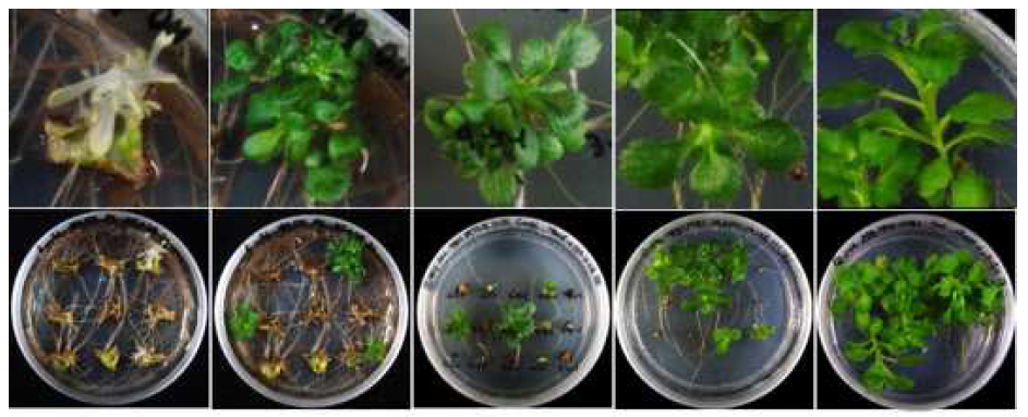국화 ‘백강’의 myb1 도입 형질전환 식물체 생산