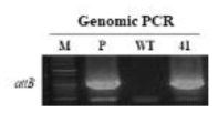 NtANSP_CmDFR RNAi 도입 국화 ‘오블랑’형질전환 계통의 PCR 분석. M: 100bp Plus DNA ladder, P: plasmid, WT: Wild-type (non-transgenic) plant