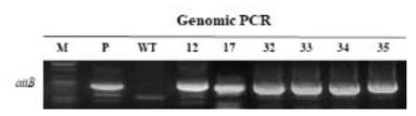 NtANSP_CmDFR RNAi 도입 국화 ‘백강’형질전환 계통의 PCR 분석. M: 100bp Plus DNA ladder, P: plasmid, WT: Wild-type (non-transgenic) plant