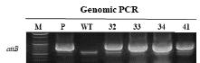 CmRBCSP_CmDFR RNAi 도입 국화 ‘백강’형질전환 계통의 PCR 분석. M: 100bp Plus DNA ladder, P: plasmid, WT: Wild-type (non-transgenic) plant