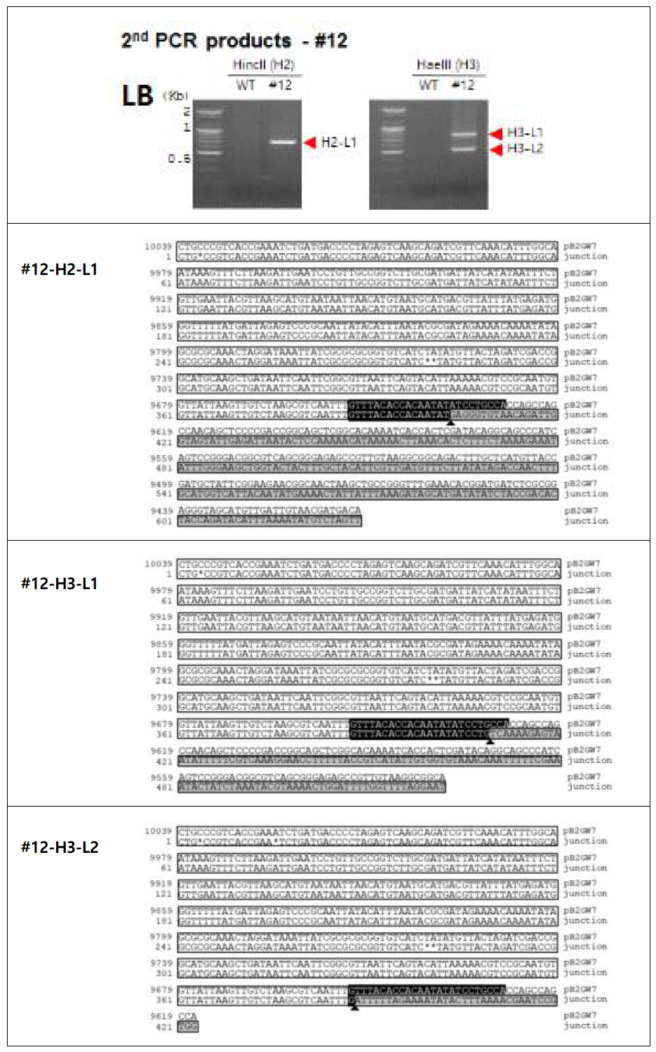 NtANSP_CmDFR RNAi 도입 형질전환체 #12의 삽입 T-DNA left border 영역의 주변 염기서열분석