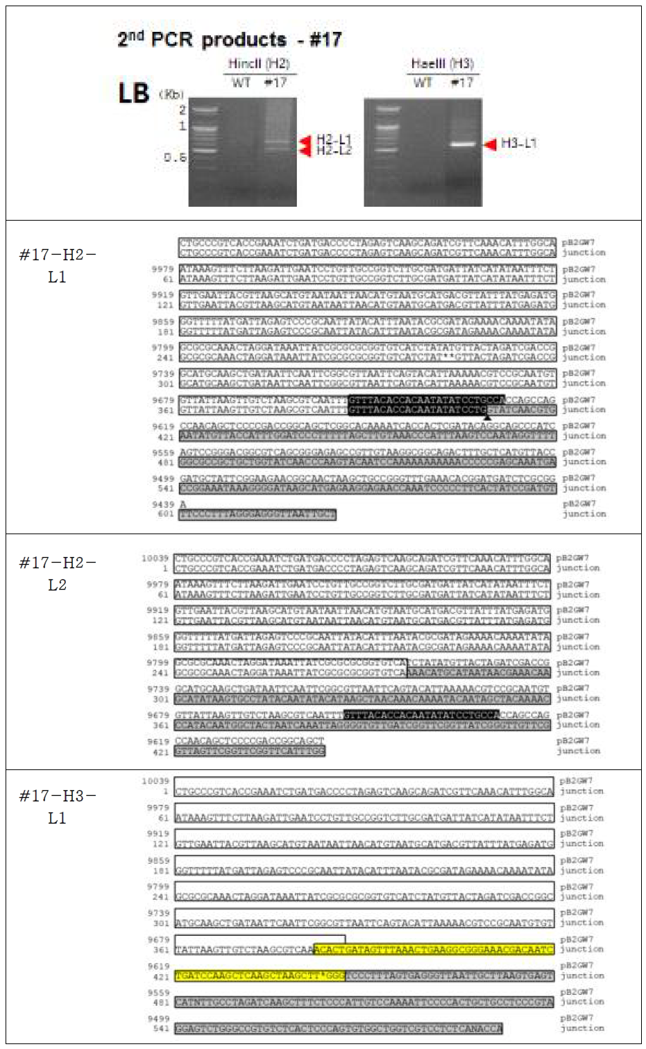 NtANSP_CmDFR RNAi 도입 형질전환체 #12의 삽입 T-DNA left border 영역의 주변 염기서열분석. (노란색은 right border 서열)