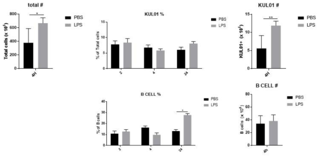 LPS 자극에 따른 비장 내 KUL01 및 B 세포 변화