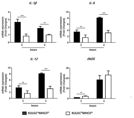 LPS 주입 시간에 따른 비장 KUL01+ 세포의 염증성 사이토카인의 발현 비교