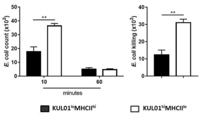 LPS 주입 후 KUL01+ 세포의 항균능력 비교