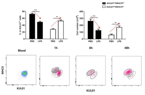 비장 내 KUL01+ 세포의 염증 유도 시간에 따른 phenotype 변화