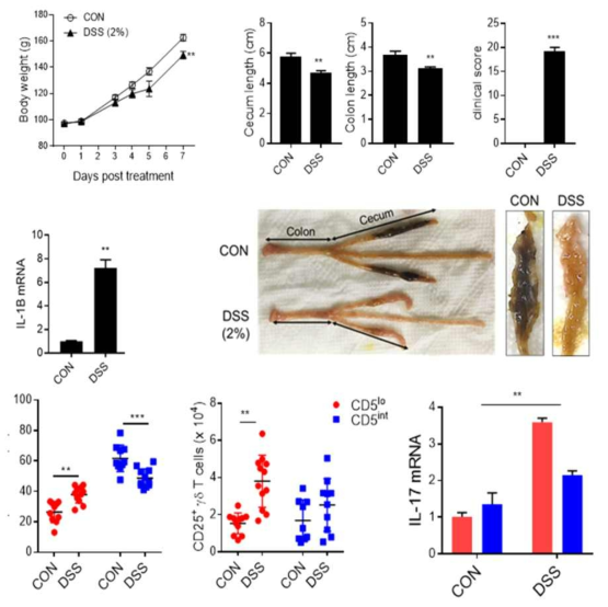 DSS를 활용한 조류 장염 모델 구축 및 감마델타 T세포 반응성 분석