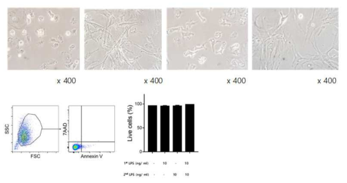 LPS 처리 BMDM의 morphology 및 세포사멸