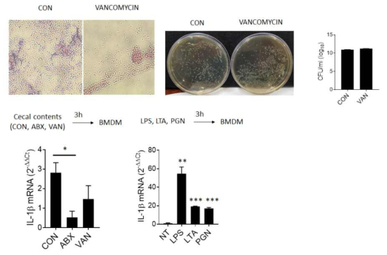 반코마이신 처리 분변 미생물에 의한 BMDM의 사이토카인 발현 감소