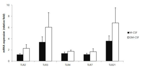 M-CSF 와 GM-CSF 배양에 따른 TLR 전사체 발현 비교