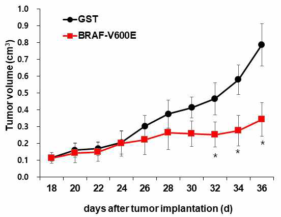 Mouse xenograft tumor 에서 BRAF, BRAFV600E 항체 전달에 따른 성장 확인