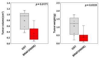 Mouse xenograft tumor 에서 V600EBRAF, BRAF 항체 전달에 따른 tumor 크기, 무게 확인