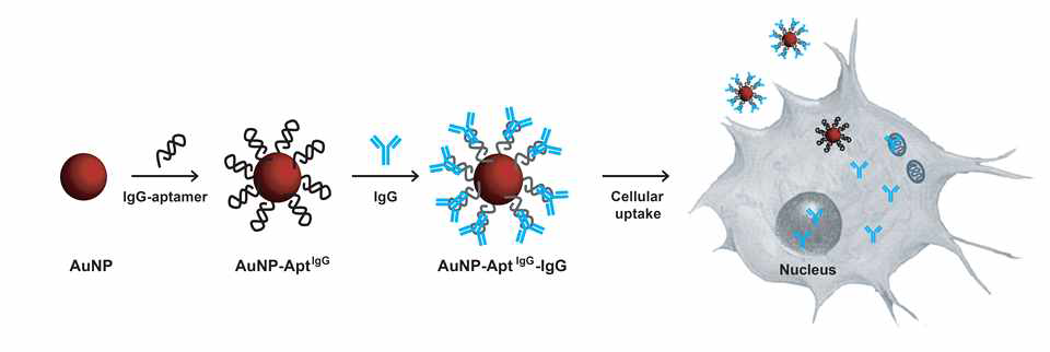 금나노 입자를 이용한 항체 전달 플랫폼 모식도