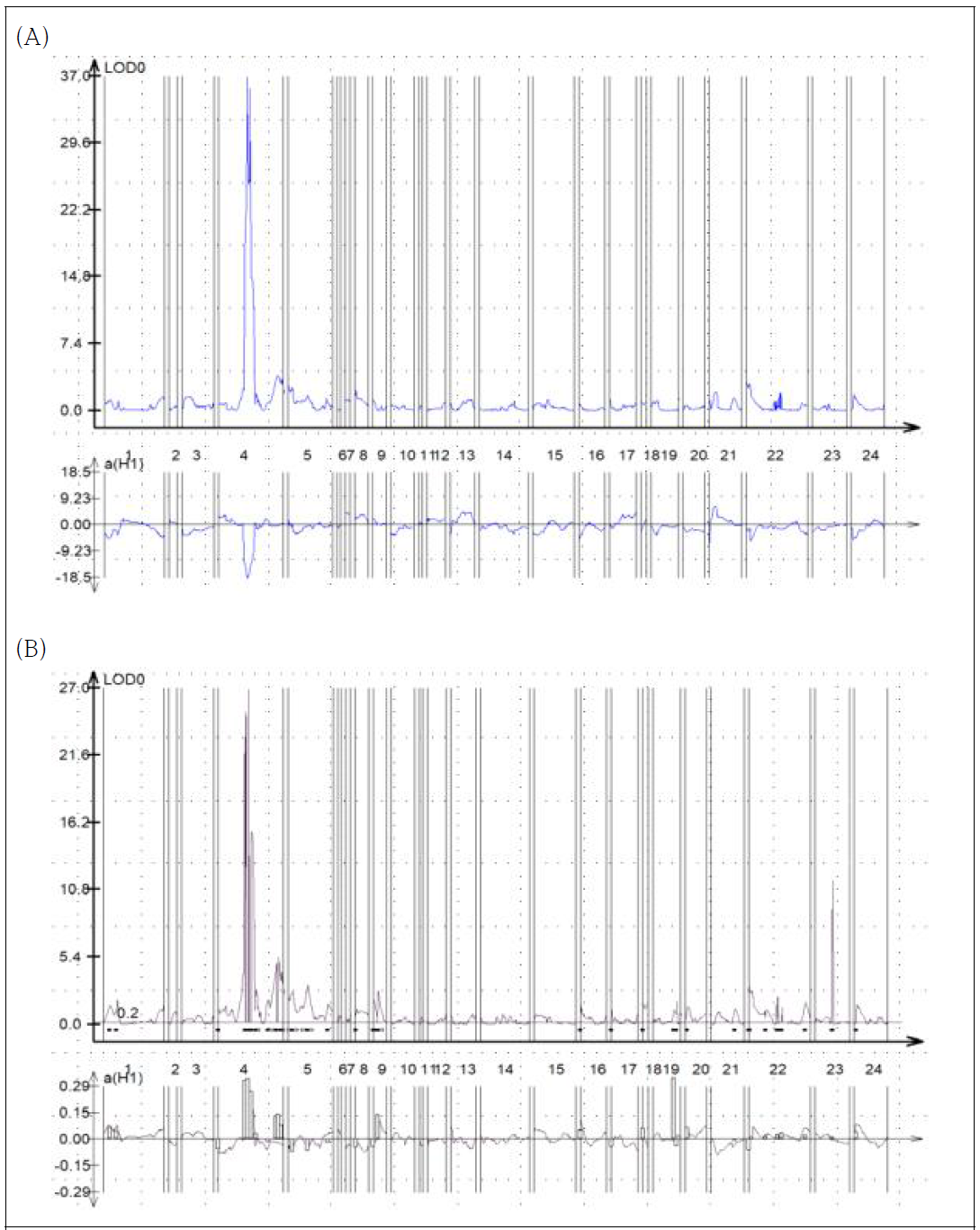 흰가루병 검정 결과 중 포자형성 여부를 적용한 QTL 분석 결과. (A) 포자형성율(%) 적용한 QTL 분석. (B) 포자형성율(%)에 따른 저항성 여부를 질적형질로 적용한 QTL 분석. 둘로 나누어진 연관군 때문에 그래프에 염색체 수가 24 로 나타난다. 따라서 그래프의 4 번 염색체는 실제로는 3 번 염색체 조립이다