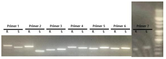 흰가루병 저항성 계통 TG10(R)과 감수성 계통 TG201(S)에 대한 PCR 결과물의 전기 영동. Annealing 온도 60℃, 30 cycle, 아가로스 1% 겔을 사용하였다