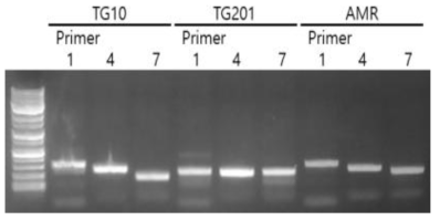 흰가루병 저항성 계통 TG10과 감수성 계통 TG201 및 시판 품종의 PCR 검정. 일부 시판 품종(AMR)은 흰가루병 저항성 allele이 homo로 판단된다