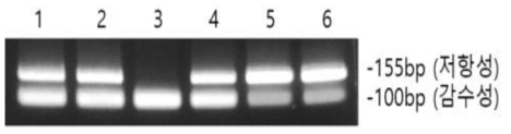시판 품종의 흰가루병 저항성 마커 2번을 사용한 PCR 검정. 대부분의 시판 품종 (1,2,4,5,6)은 저항성 allele을 hetero 상태로 갖고 있었다