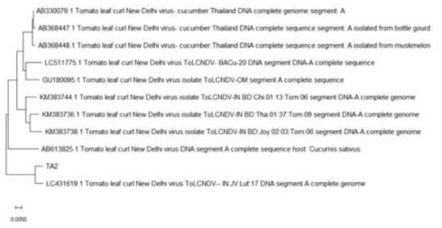 위의 Tomato leaf curl New Delhi virus DNA-A(TA2)의 BLASTn 검색 상위 10개 결과를 Neighbor-Joining 방법으로 분석한 진화적 관계