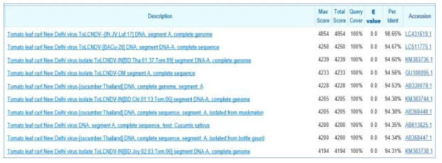 Tomato leaf curl New Delhi virus의 DNA-A 게놈의 BLASTn 검색 상위 10개 결과