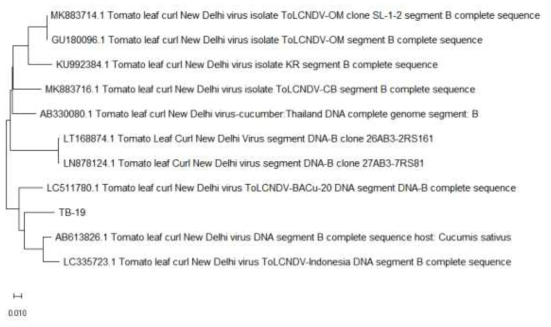 위의 Tomato leaf curl New Delhi virus DNA-B(TB-19)의 BLASTn 검색 상위 10개 결과를 Neighbor-Joining 방법으로 분석한 진화적 관계