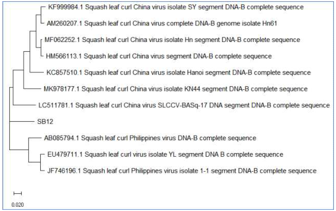 위의 Squash leaf curl virus의 DNA-B(SB12)의 BLASTn 검색 상위 10개 결과를 Neighbor-Joining 방법으로 분석한 진화적 관계