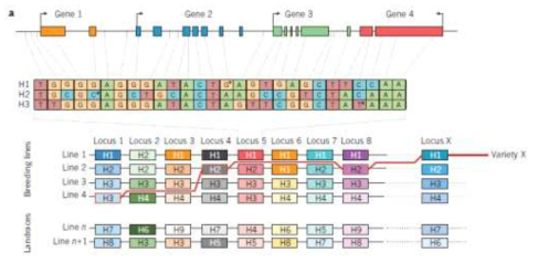 (핵심)집단의 functional haplotype map을 구성하는 functional haplotig(locus1-8)와 그것들의 선택적 조립에 의한 새로운 품종(variety X) 개발 (Nature. 2017 Mar 15; 543(7645): 346-354)