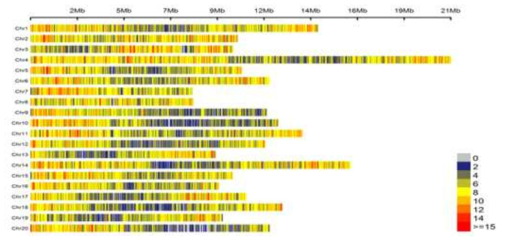 TG10의 염색체별 유전자 분포. 50kb당 유전자의 개수를 heatmap으로 표현