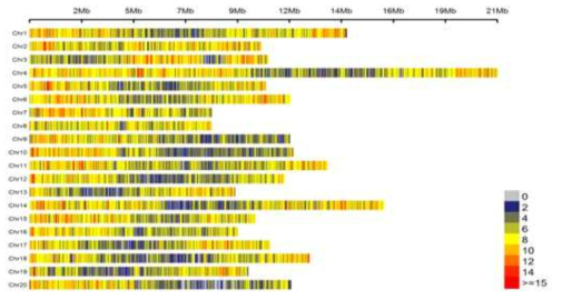 TG201의 염색체별 유전자 분포. 50kb당 유전자의 개수를 heatmap으로 표현