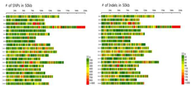 애호박(TG10, TG201, DS)에서 추출된 SNP와 indel의 염색체별 50 kb 당 빈도