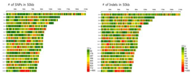 DG01과 DG02에서 추출된 SNP와 indel의 염색체별 50 kb 당 빈도