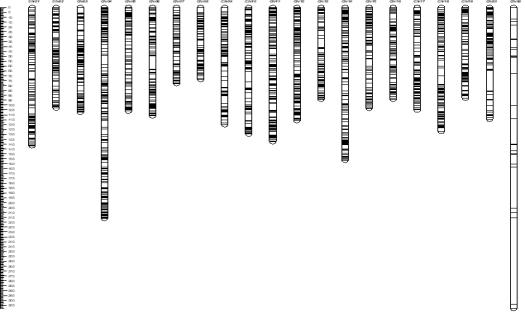 호박(C. moschata)의 고효율 SNP 3,923개의 각 염색체별 분포