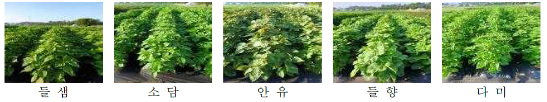 품종별 시험포장 모습(‘18, 충남 예산)