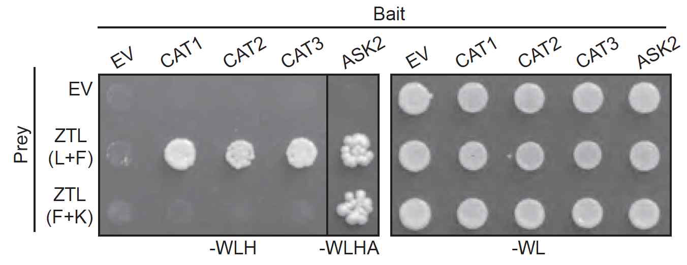 LOV 도메인을 통한 ZTL-CAT 단백질-단백질 상호작용