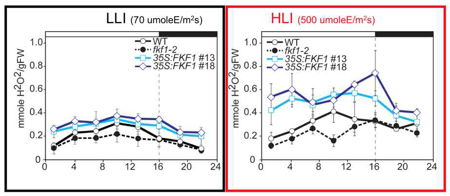 광량 스트레스 조건에서 FKF1에 의한 ROS 변화 비교