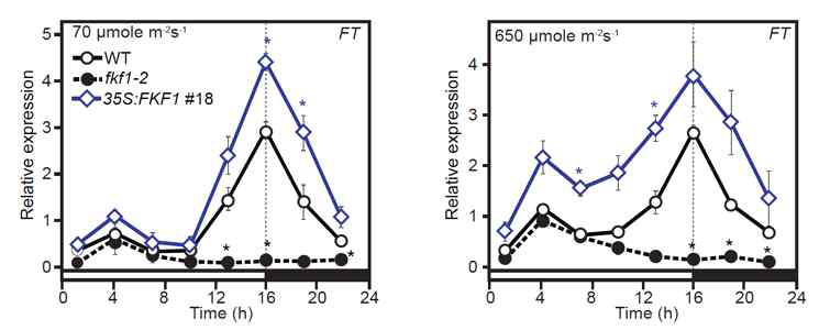 광량 스트레스 조건에서 FKF1에 의한 FT 유전자 발현 비교