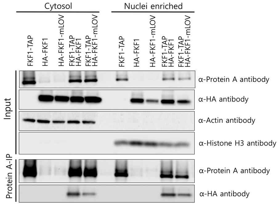 FKF1 homodimerization 변화