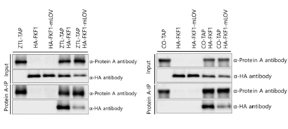 FKF1 heterodimerization 변화