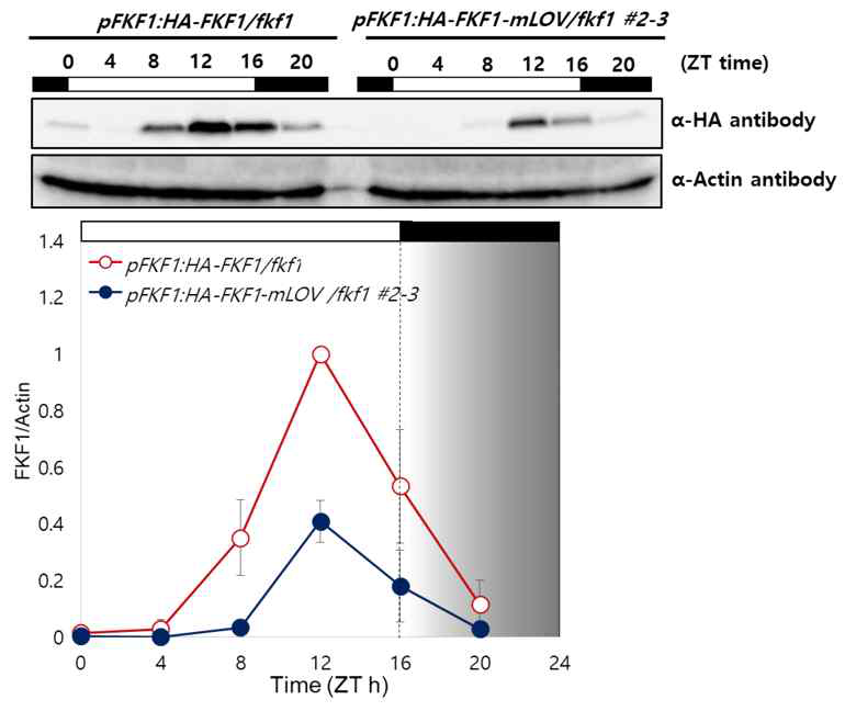 FKF1 단백질 안정성 변화
