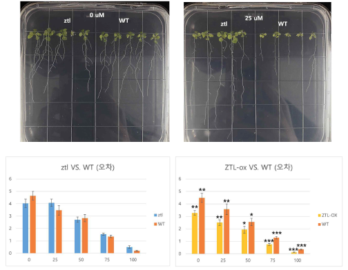 ZTL 관련 식물체 지하부의 구리 스트레스 표현형 비교