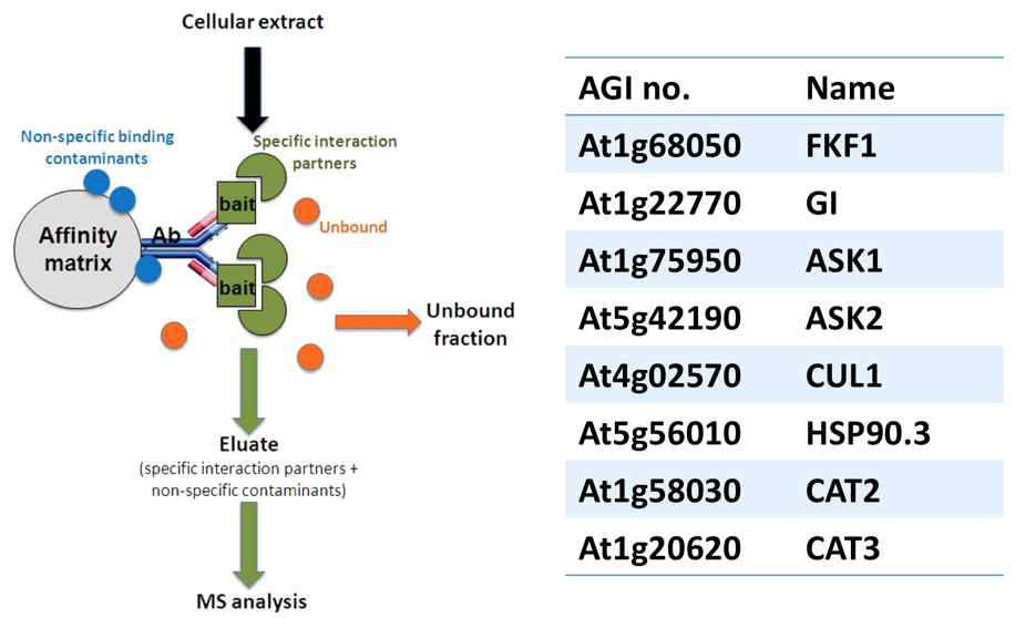 IP-mass spectrometry를 이용한 FKF1 결합 단백질 분리