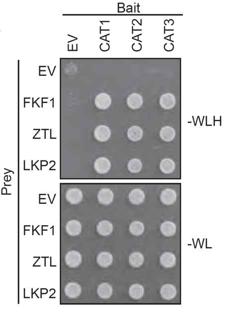 Yeast two-hybrid assay를 통한 FKF1-CAT 단백질들 사이의 결합 확인